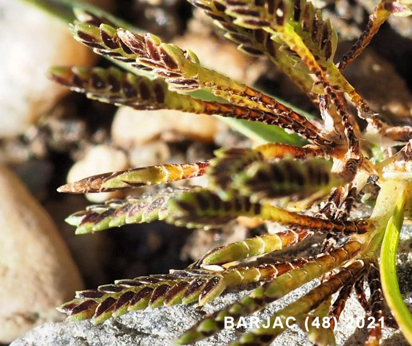 Cyperus, Brown flower